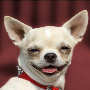 Chihuahua met donkere ogen