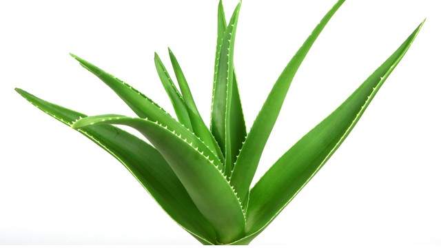 Aloë Vera plant