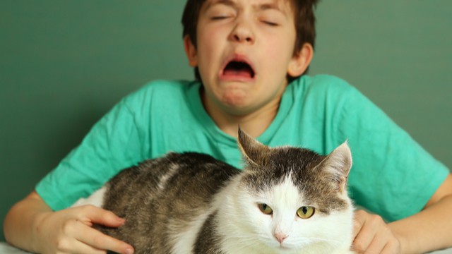 allergie aux chats