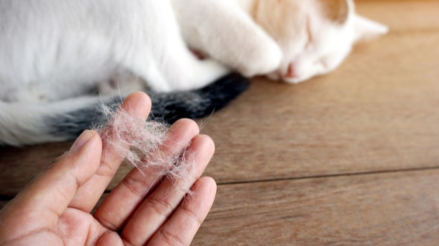 hand met veel kattenhaar met witte kat slapen op houten achtergrond