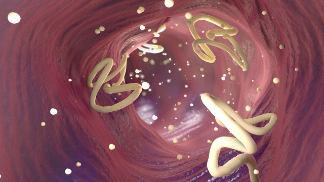 hoe krijg je een lintworm