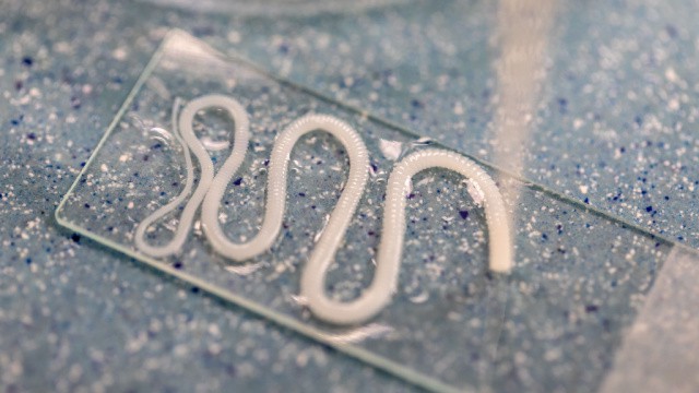 lintworm behandeling