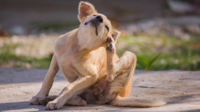 symptômes du chien parasite