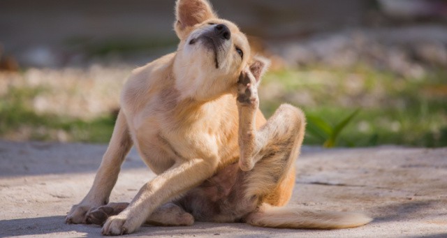 Parasiet hond symptomen