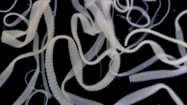 lintworm behandelen