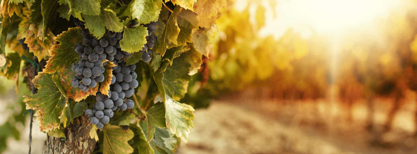 Caudalia : la beauté de la vigne