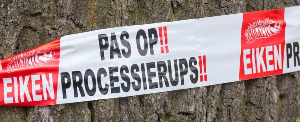 Processierupsen, wat kun je er tegen doen?