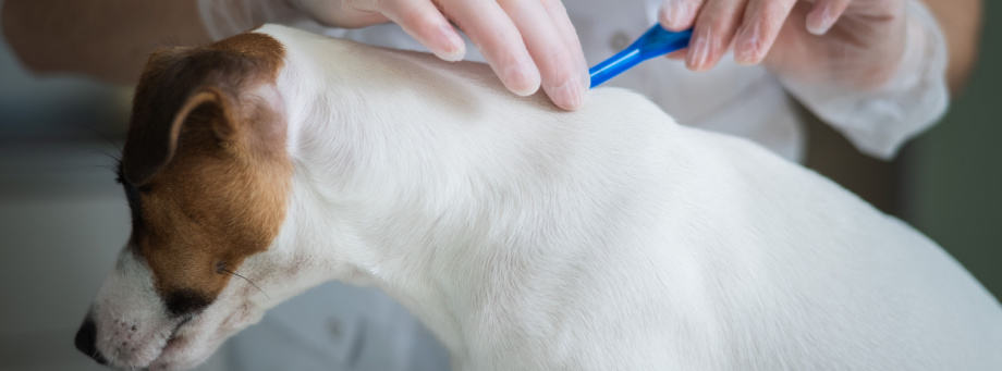 Hoe parasieten bij honden vermijden en behandelen