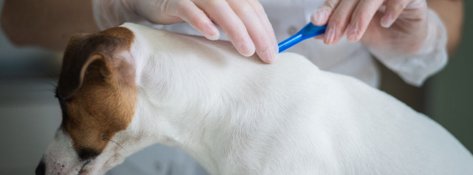 Comment éviter et traiter les parasites chez les chiens