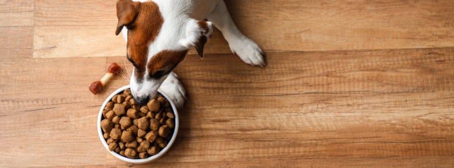 Gezonde hondenvoeding kopen: waar op letten?