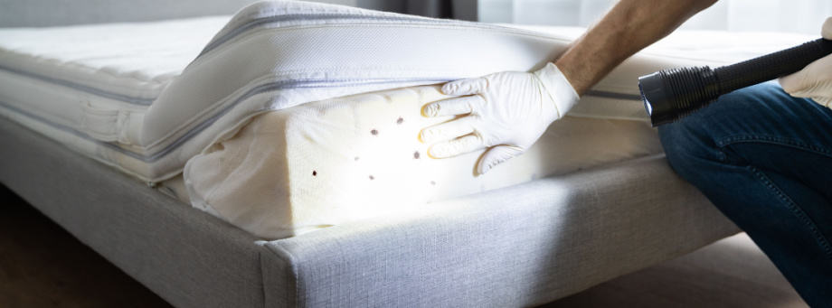 Bedwantsen voorkomen en bestrijden