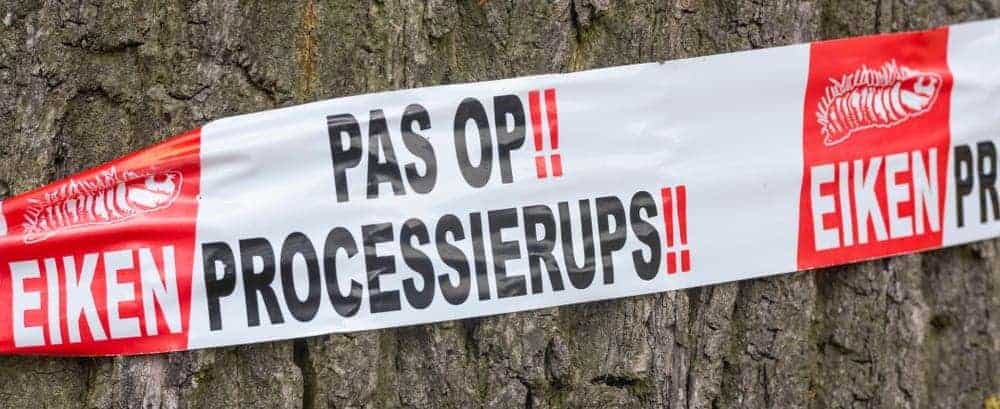 Chenille processionnaire, que pouvez-vous faire?
